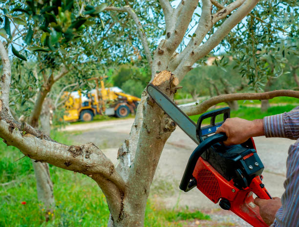 Best Tree Disease Treatment  in Parkland, WA